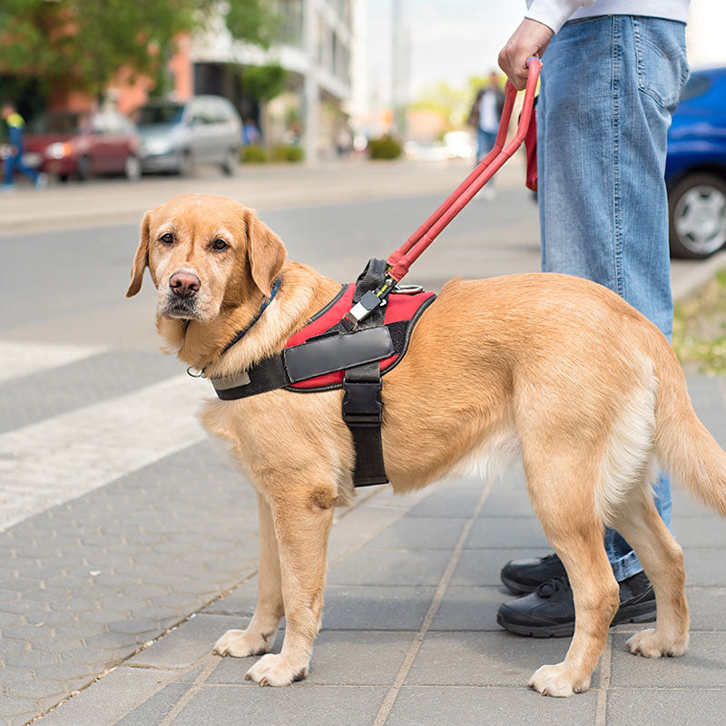 All Creatures Great and Small: Rules About Assistance Animals (PMC8) - ONLINE ANYTIME